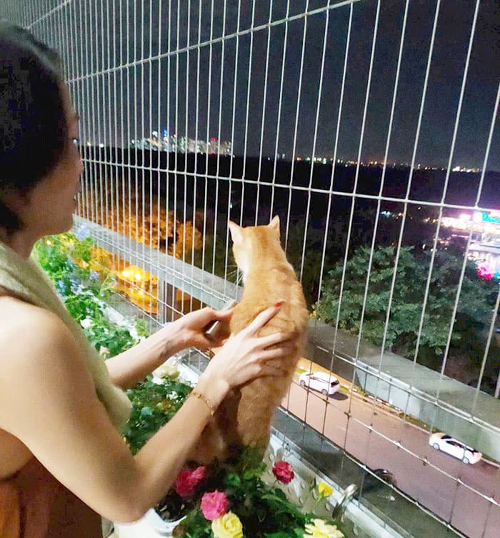 Lưới chắn mèo 