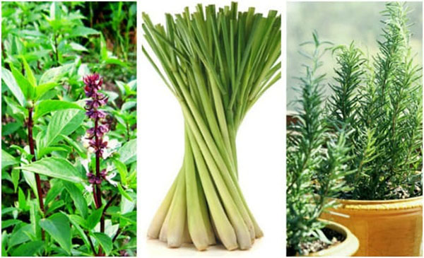 Trồng các cây có tác dụng xua đuổi muỗi 