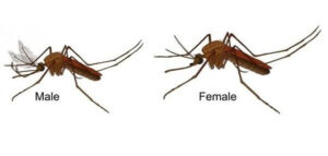 ảnh muỗi vằn gây nên bệnh sốt xuất huyết