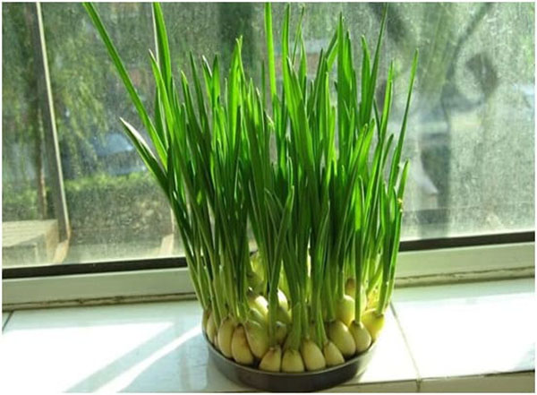 Tỏi khô và trồng tỏi để đuổi muỗi 