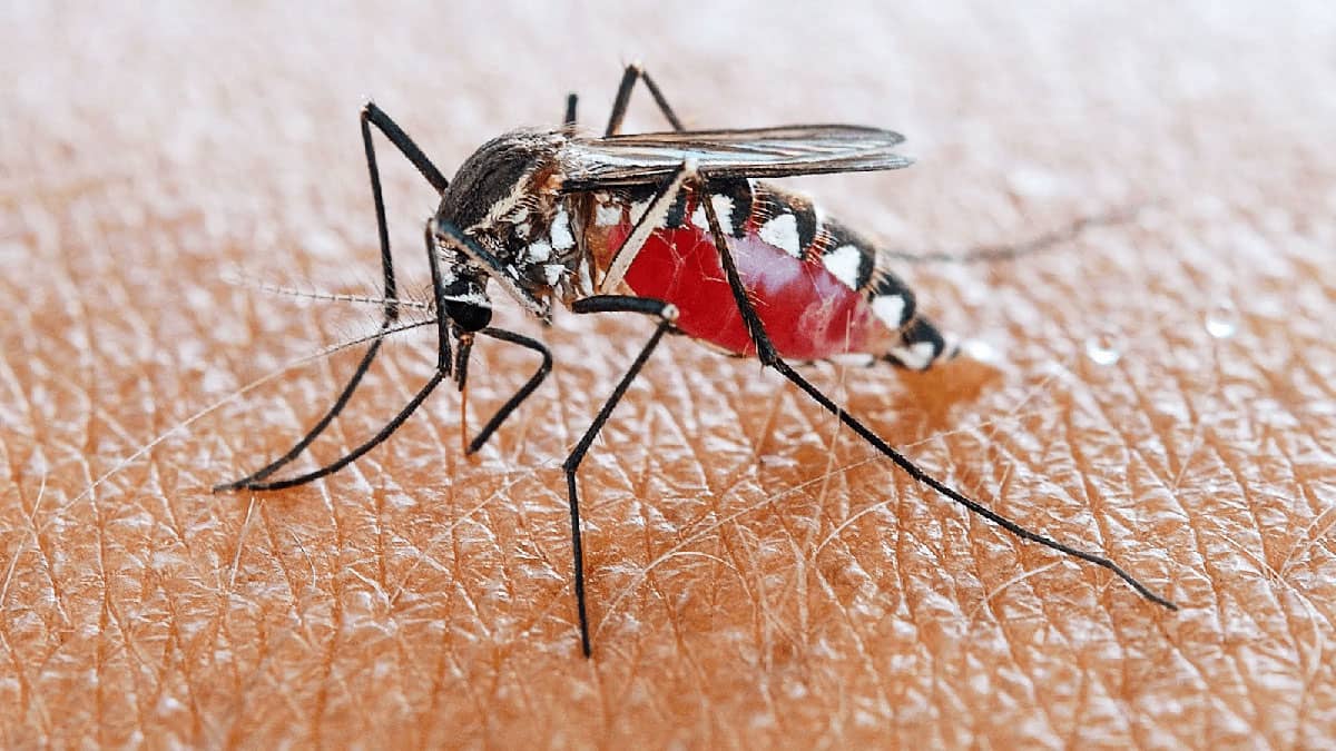 Muỗi đốt gây ra các bênh nguy hiểm 